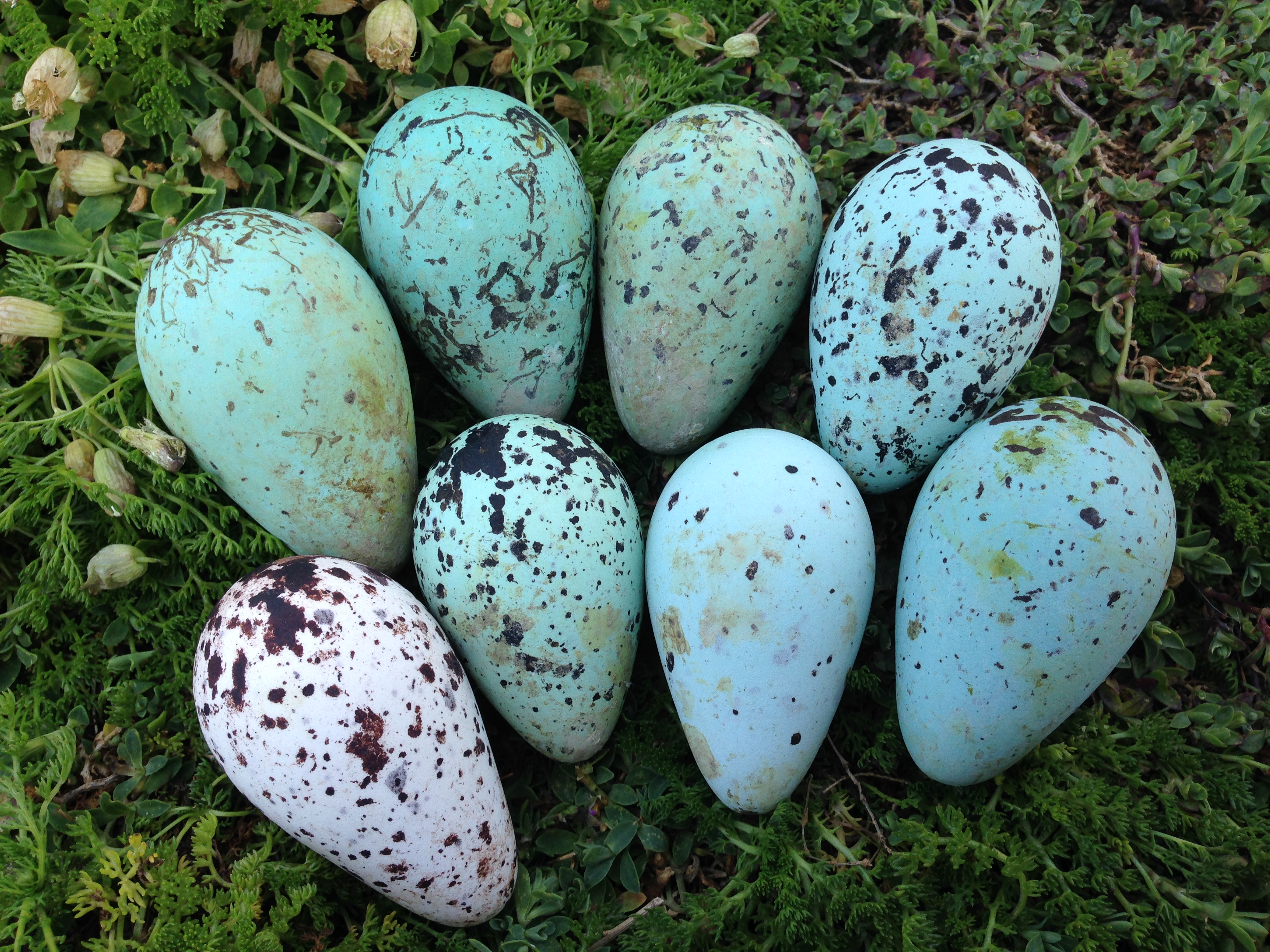 Red Eggs American Ornithological Society