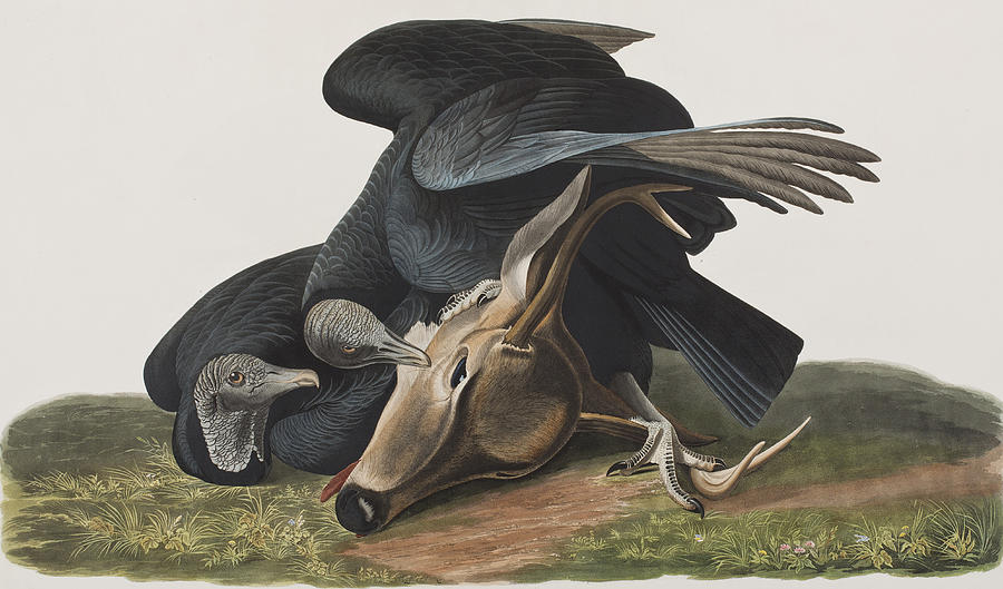 black-vulture-or-carrion-crow-john-james-audubon