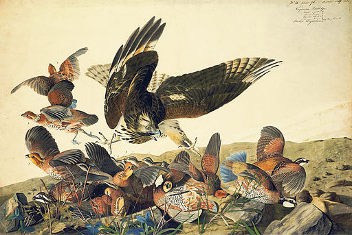 John_James_Audubon_-_Northern_Bobwhite_and_Red-shouldered_Hawk_watercolor_study