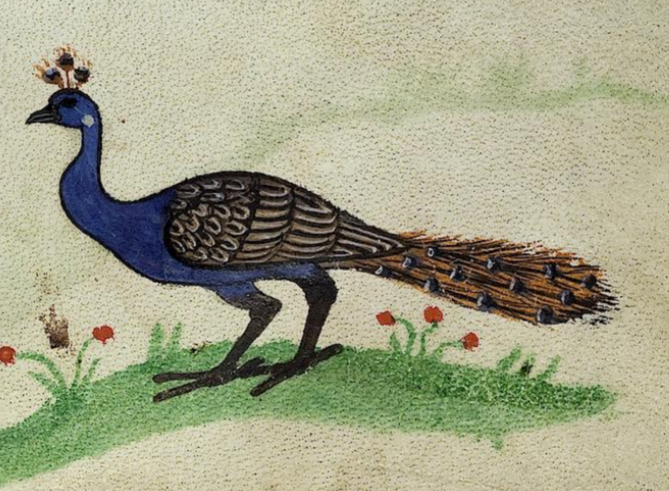 peacockFii