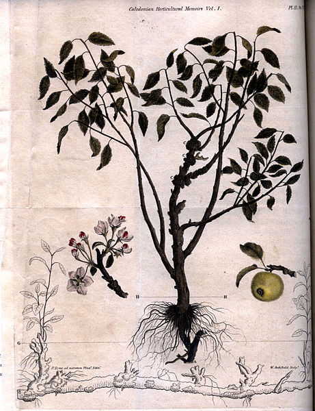 461px-An_apple_tree_engraving_by_William_Miller_for_William_Archibald_1818
