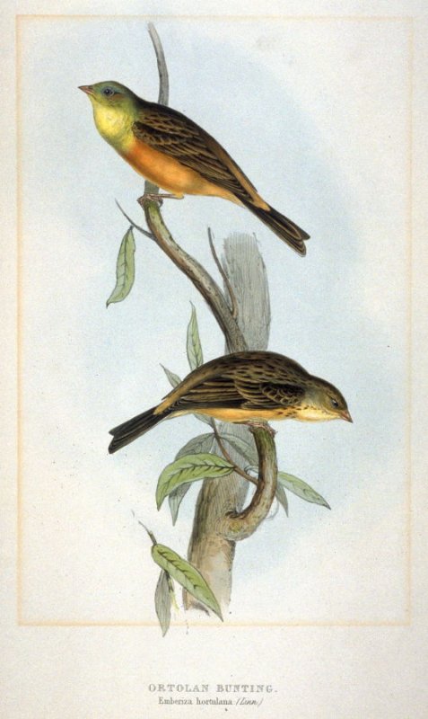 ortolanGOULD