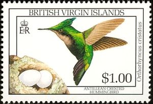Antillean-Crested-Hummingbird-Orthorhyncus-cristatus