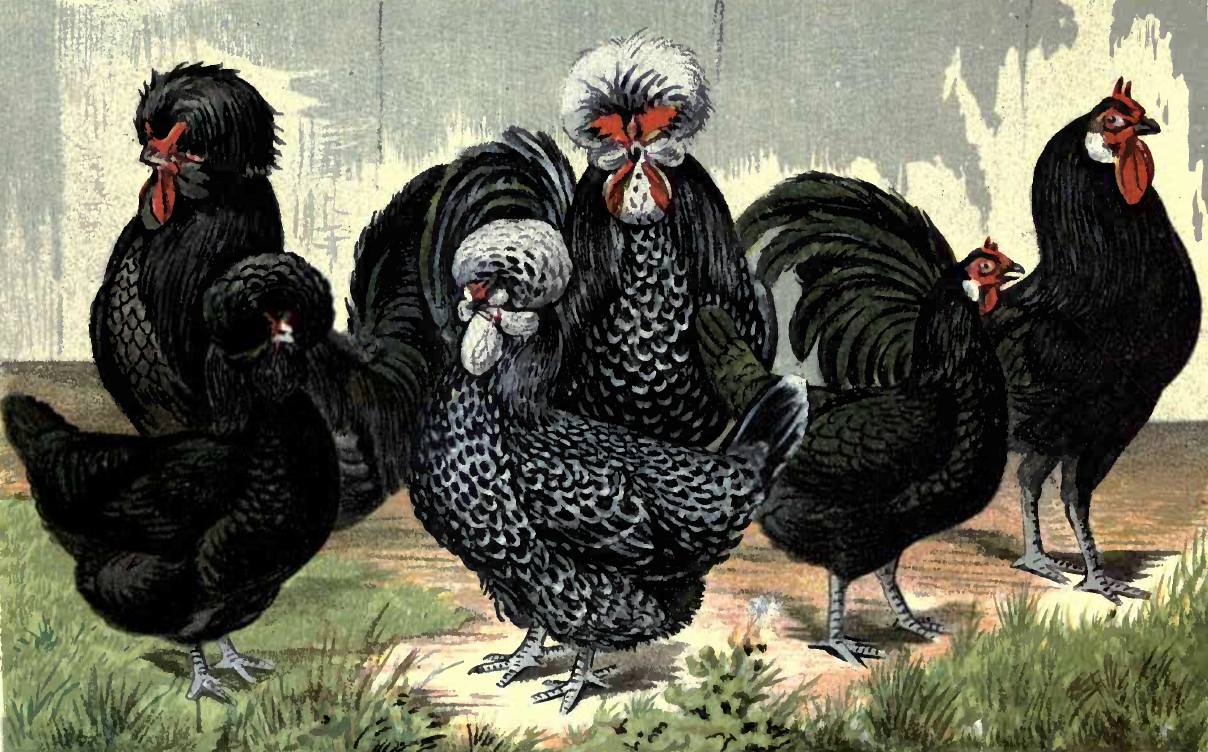 french-chickens