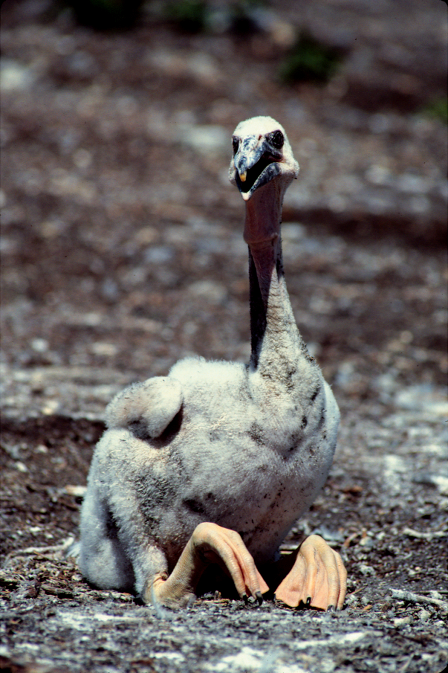 baby white pelican