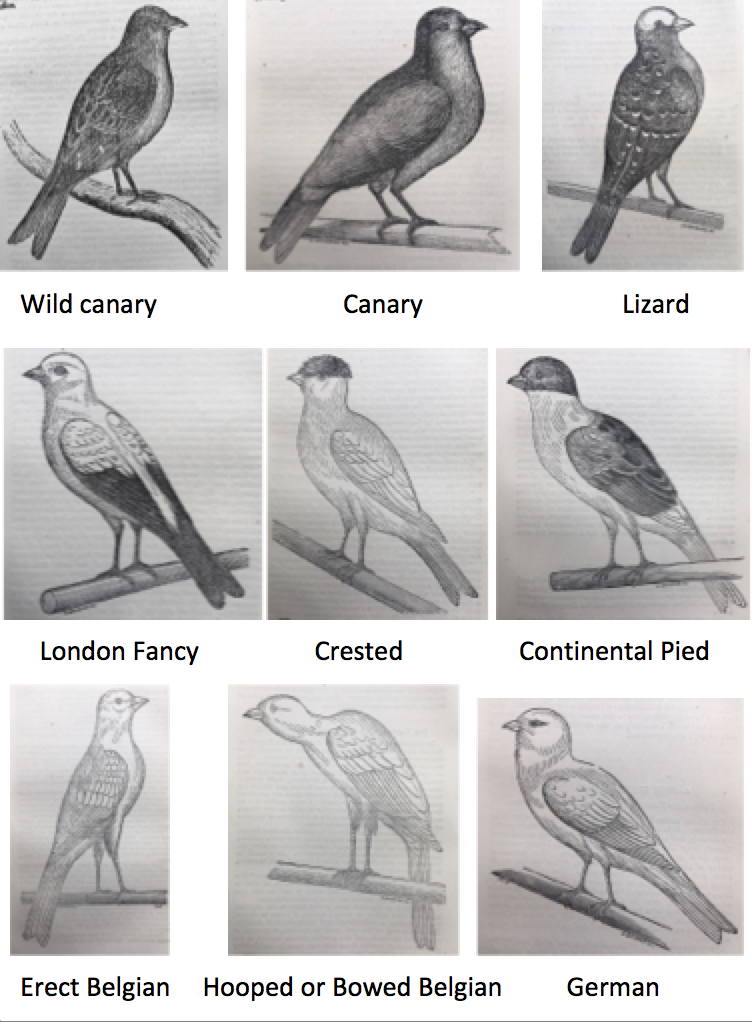 brent's canaries plates