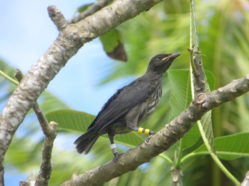 micronesian starling