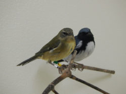 black-throated blue warblers in captivity