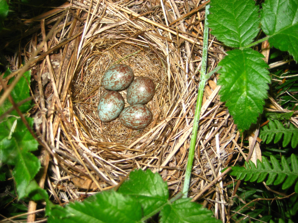 sparrow nest with eggs