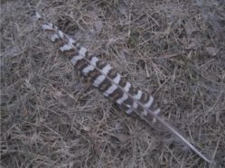 grouse feather