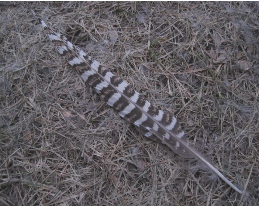 grouse feather