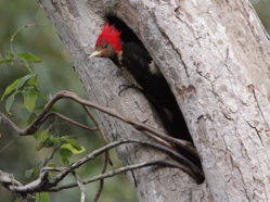 helmeted woodpecker
