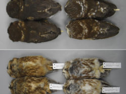 owl specimens