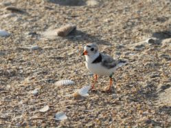 banded piping plover