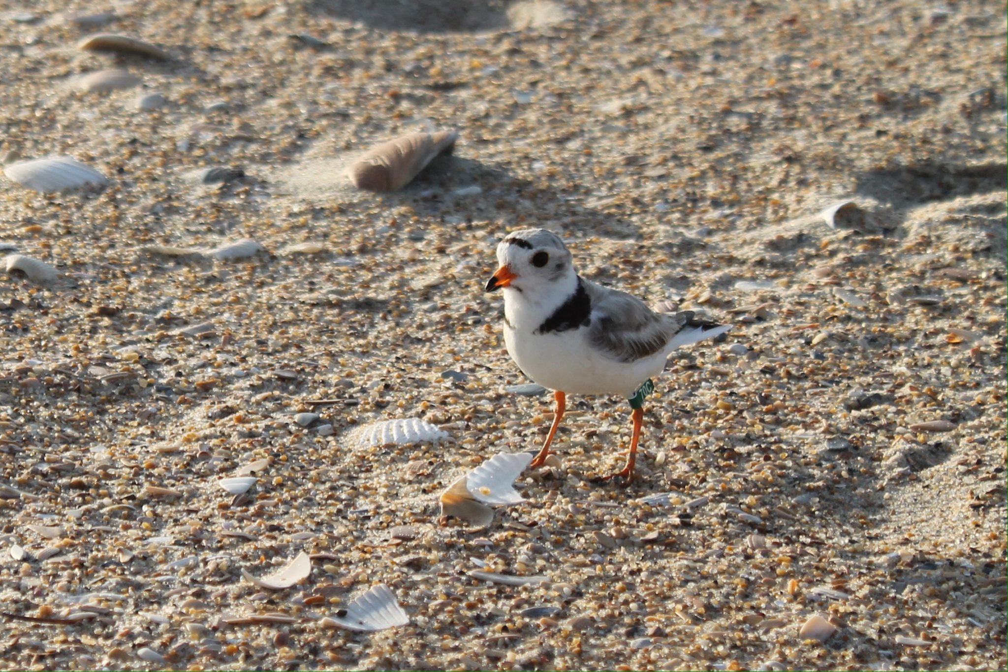 banded piping plover