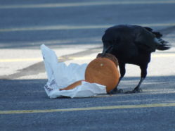 crow unwrapping burger