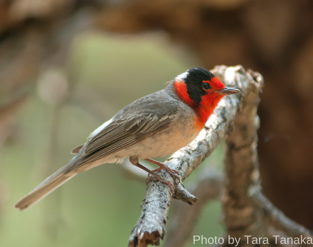 red-faced warbler