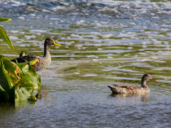 photo of Yellow-billed Duck male and hybrid female