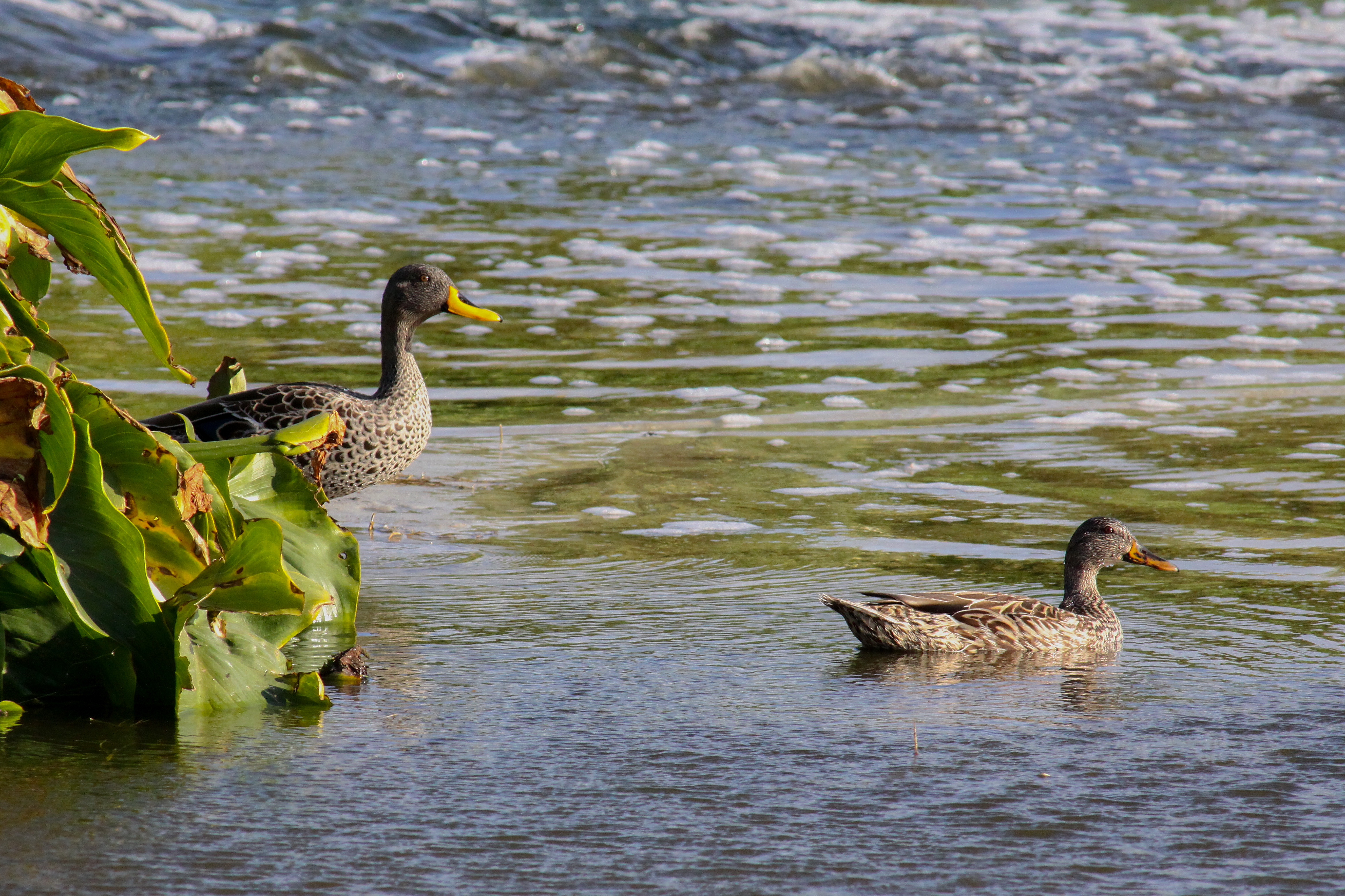 photo of Yellow-billed Duck male and hybrid female