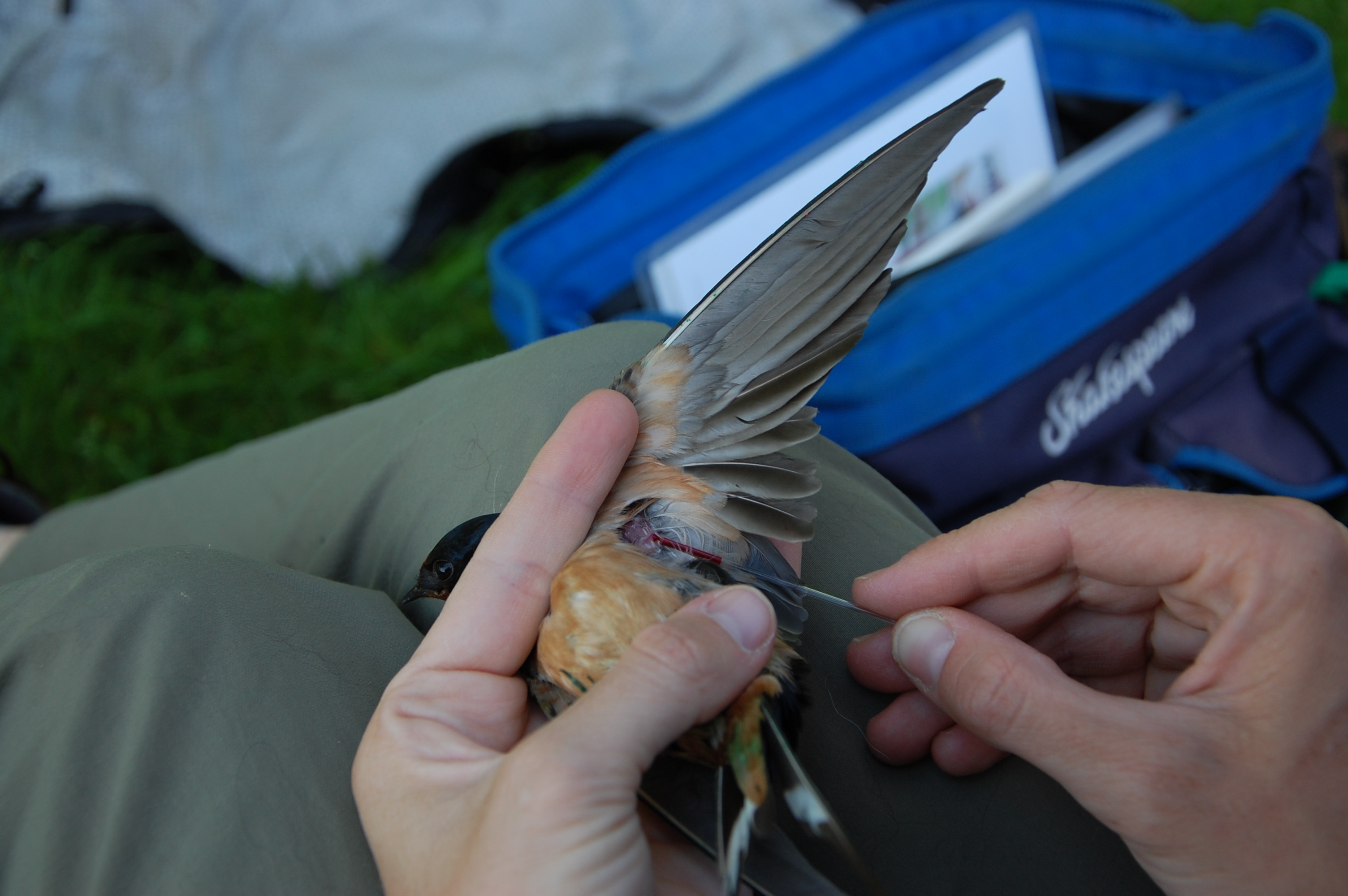 blood sample being taken from a swallow