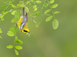 lawrence's warbler