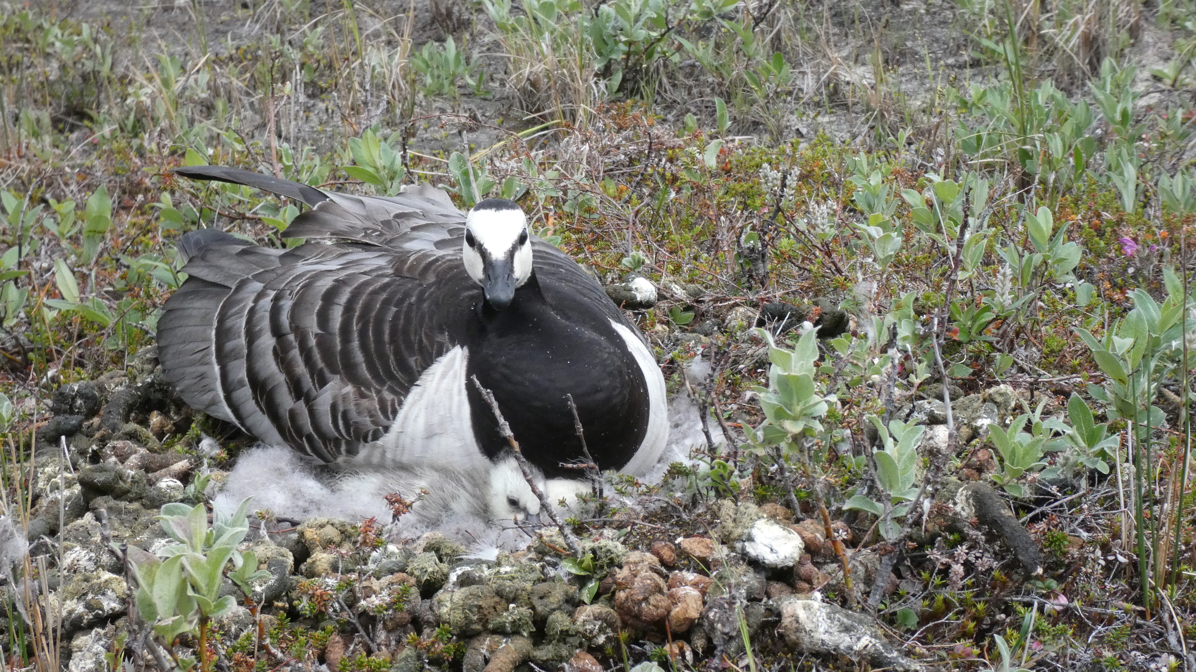 a gray, black, and white goose with a fluffy gray nestling, nestled on the ground in tundra habitat