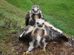 two fluffy brown and white hawk nestlings