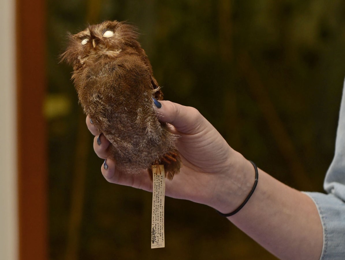 photo of a taxidermied owl