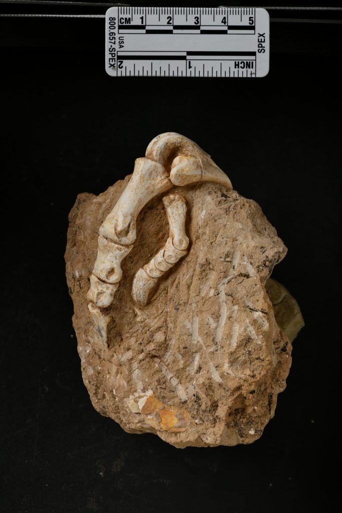 fossil bird foot embedded in a rock, against a black background