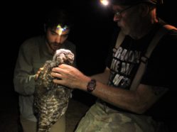 two researchers handling a captured owl