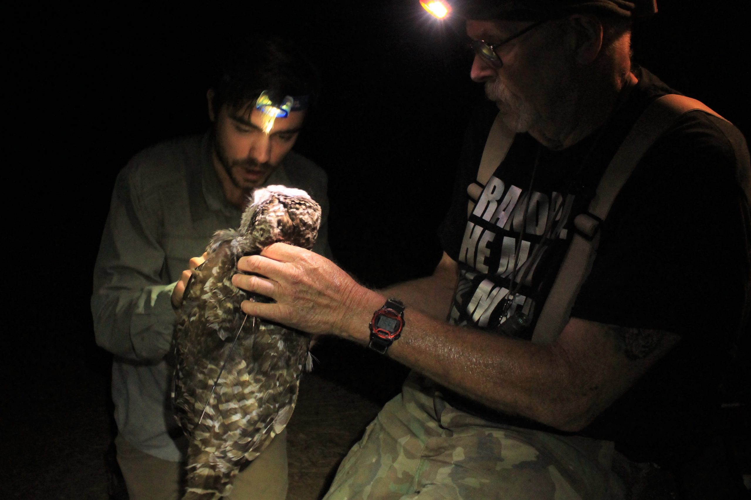 two researchers handling a captured owl