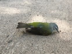 a small gray and yellow bird, dead, lying on pavement