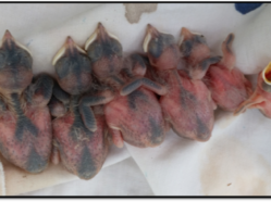 photo of six newly hatched swallow nestlings, arranged from largest to smallest
