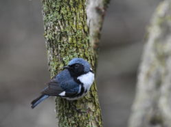 small blue, black, and white bird perched on a mossy tree trunk