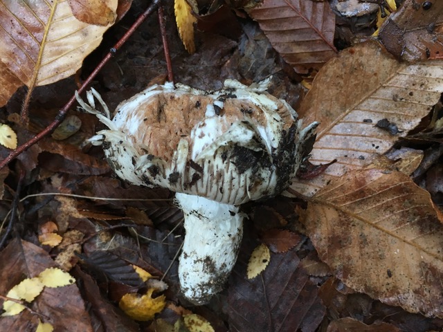 a small white fungus with bites missing, in front of a background of dirt and leaves