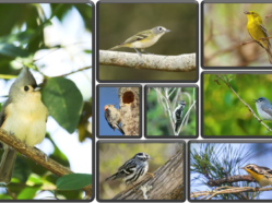 collage of photos of multiple songbird and woodpecker species