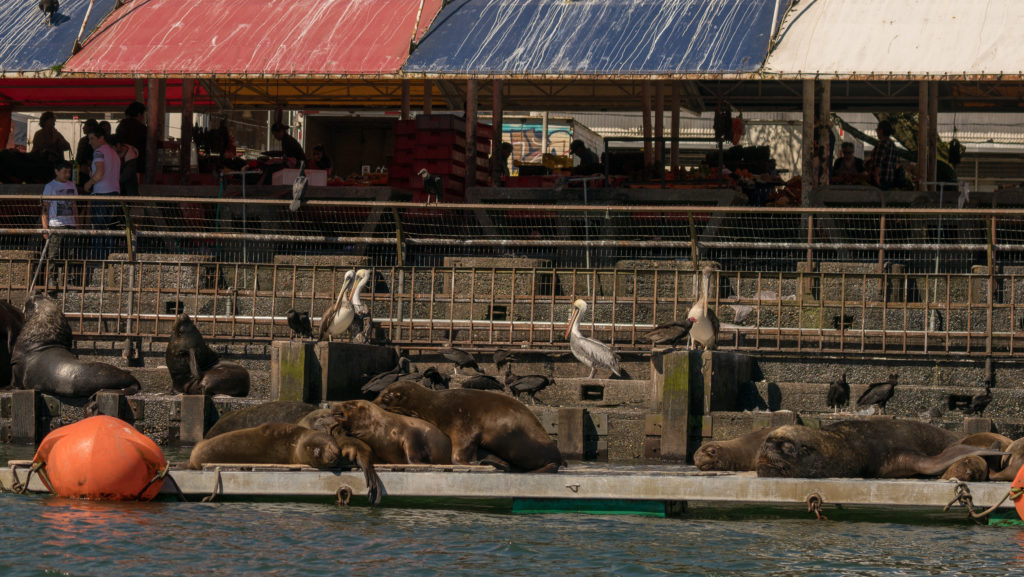 a dock with sea lions, pelicans, and cormorants on it