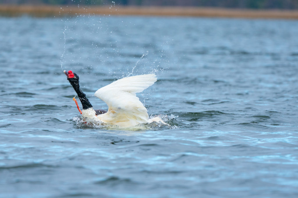 a white swan with a black head and neck being attacked by a predator under the surface of the water