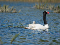 white swan with black neck and head and a baby swan on its back