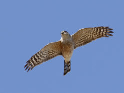 small hawk in flight, viewed from beneath