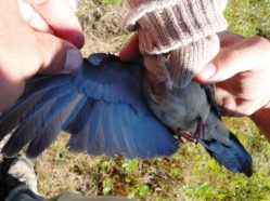 a dove's wing being held in a spread position by a researcher
