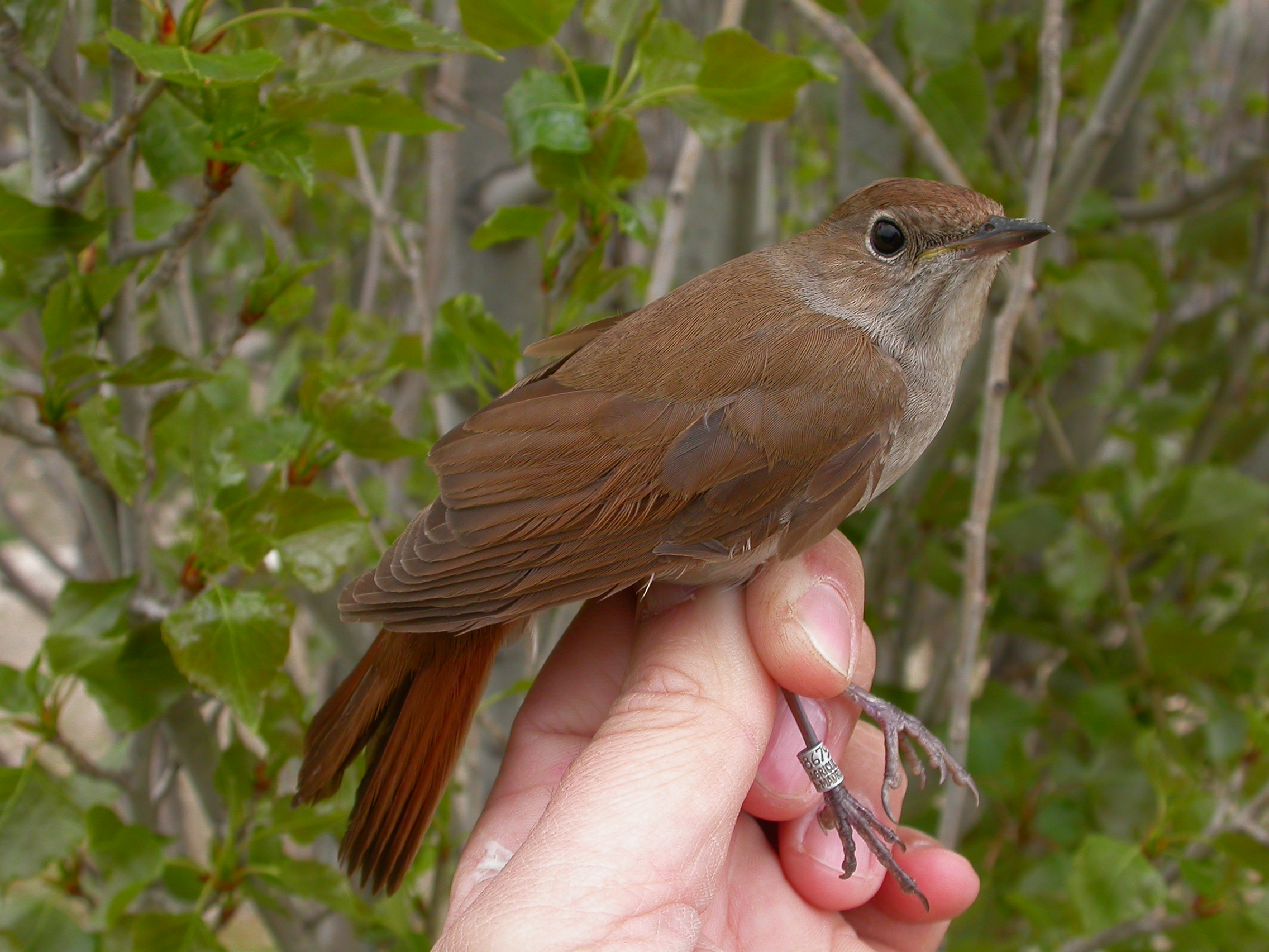 a brown songbird being held in a researcher's hand