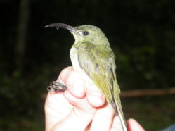 a small green bird with a long, curved bill