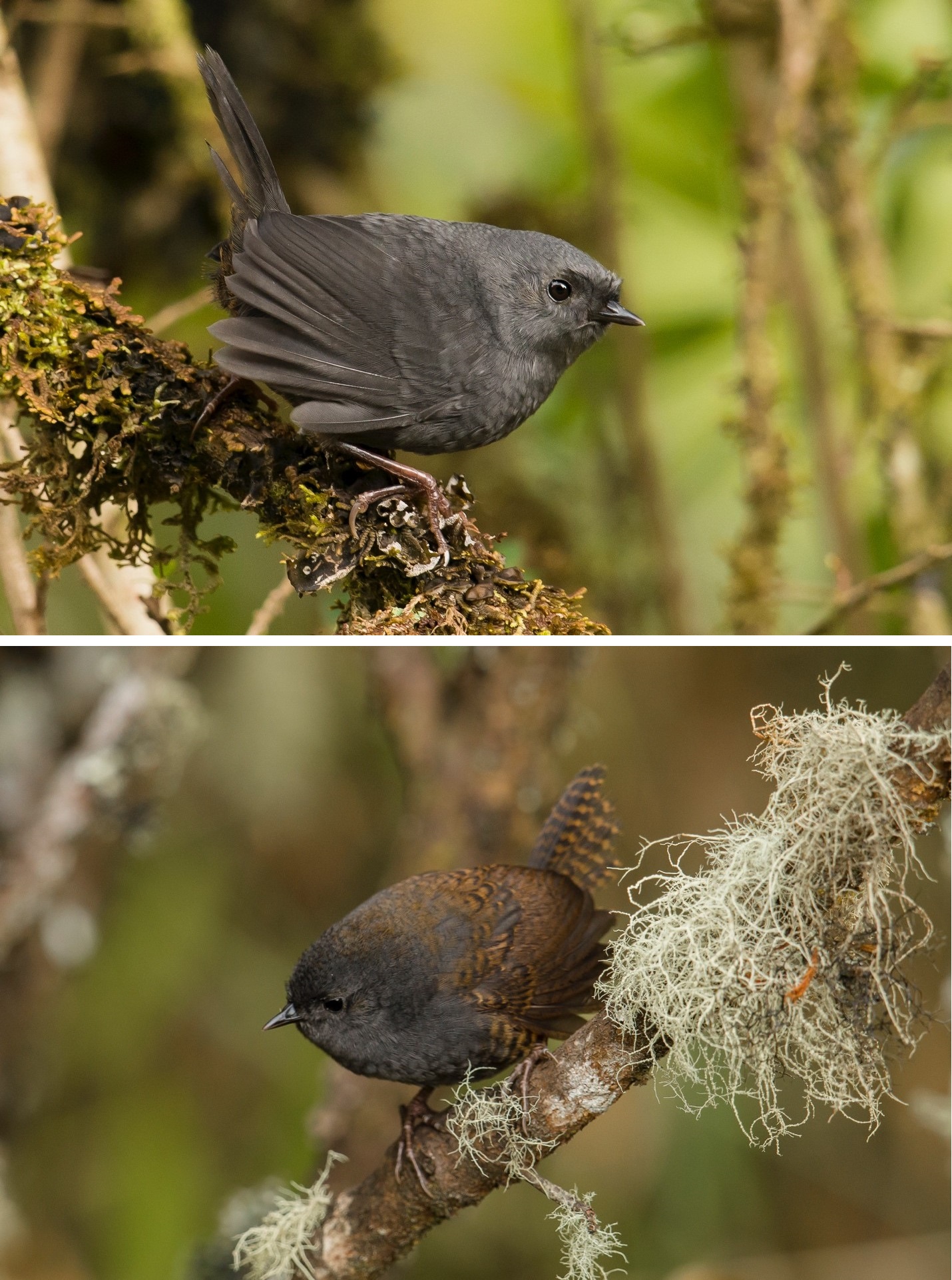 Scytalopus Tapaculos, a Continental NonAdaptive Radiation LaptrinhX