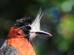 close up of a red and gray bird with a white plume on its face