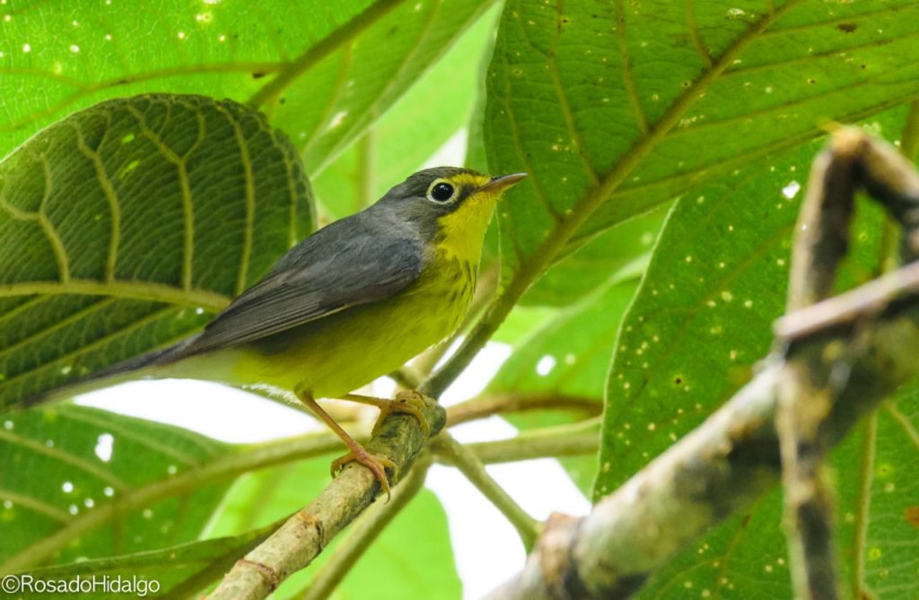 close-up of small grey and yellow bird in a tree
