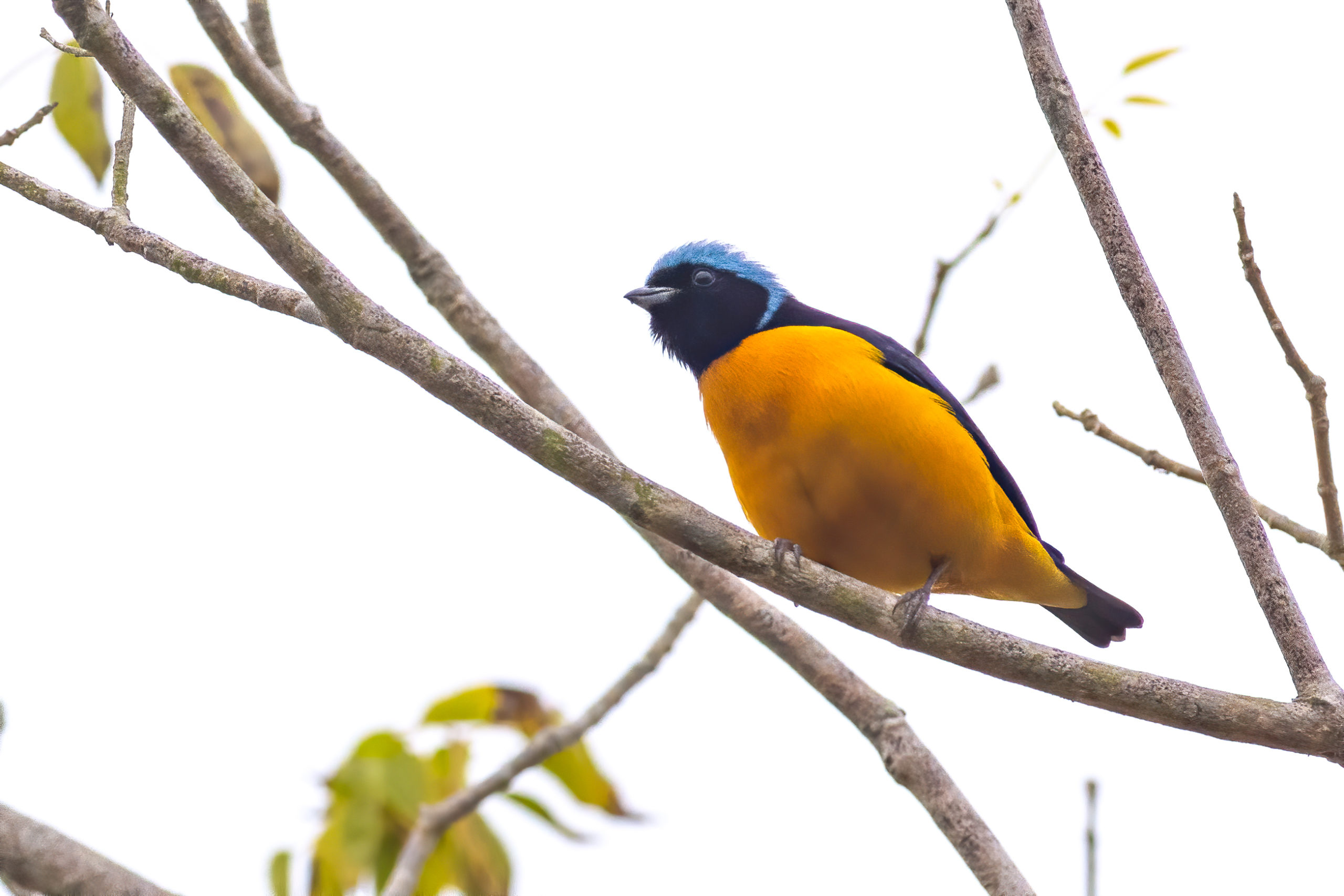 photo of an orange, black, and blue bird in a tree