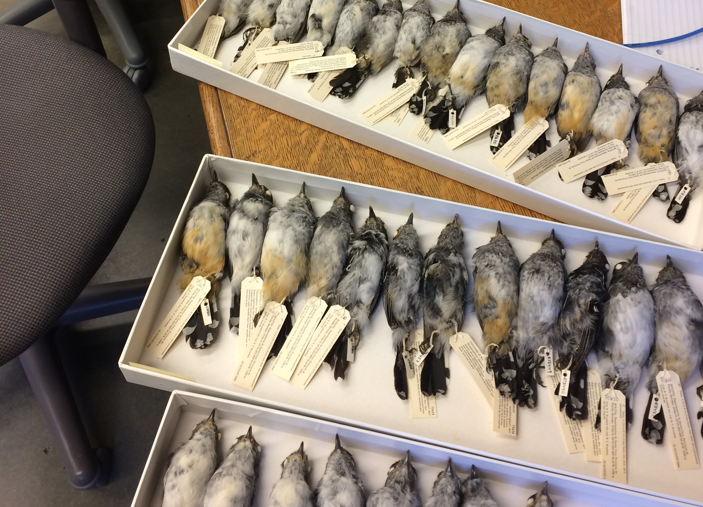 trays of preserved bird specimens