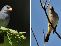 Photo of Neotropical austral migrant species: Tropeiro Seedeater and White-crested Elaenia