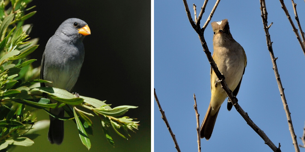Photo of Neotropical austral migrant species: Tropeiro Seedeater and White-crested Elaenia